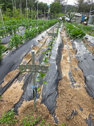 정민지호맘님의 고추 · 영농일지 작성글 사진