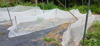 우철님의 기타작물 · 영농일지 작성글 사진