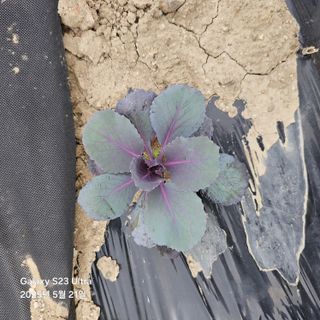 박용열조물주님 님의 기타작물 · 영농일지 작성글 사진