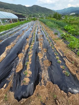 정민지호맘님의 고구마 · 영농일지 작성글 사진
