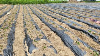 우리님의 고구마 · 영농일지 작성글 사진