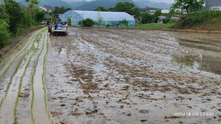 삼신령님의 벼 · 영농일지 작성글 사진