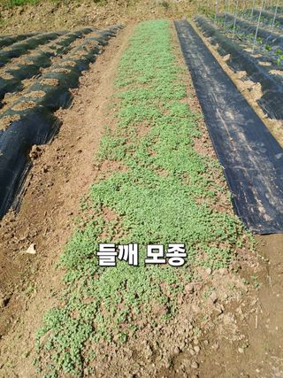 안승호님의 기타작물 · 영농일지 작성글 사진