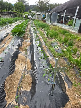 정민지호맘님의 고추 · 영농일지 작성글 사진