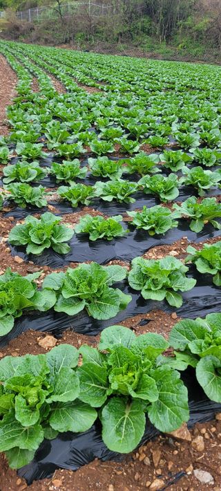 내손녀 윤서친구님의 기타작물 · 영농일지 작성글 사진