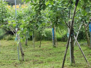 키다리님의 감 · 영농일지 작성글 사진