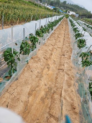 정복화님의 고추 · 영농일지 작성글 사진