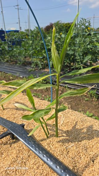 하재은님의 기타작물 · 영농일지 작성글 사진