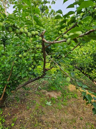 지리산호야님의 기타작물 · 영농일지 작성글 사진