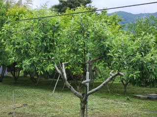 키다리님의 감 · 영농일지 작성글 사진