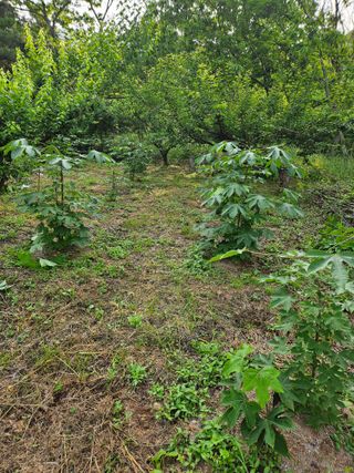 지리산호야님의 기타작물 · 영농일지 작성글 사진