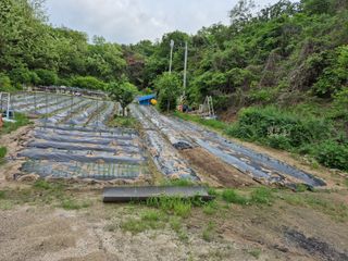 토마토18211님의 고추 · 영농일지 작성글 사진