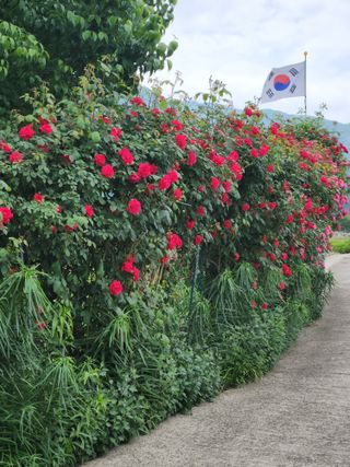 키다리님의 감 · 영농일지 작성글 사진