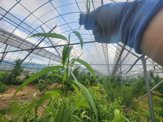 김영준님의 복숭아 · 영농일지 작성글 사진