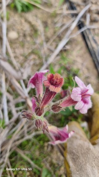 김금순자연산약초님의 기타작물 · 영농일지 작성글 사진