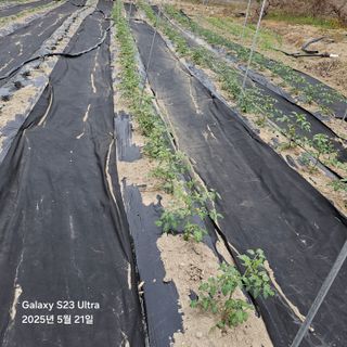 박용열조물주님 님의 기타작물 · 영농일지 작성글 사진