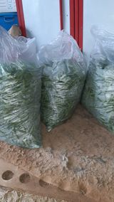 팜모닝 기타작물·영농일지 게시글 이미지