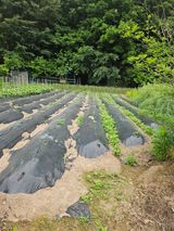 팜모닝 기타작물·영농일지 게시글 이미지