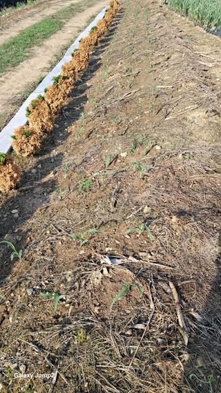 복숭아(유명)님의 기타작물 · 영농일지 작성글 사진