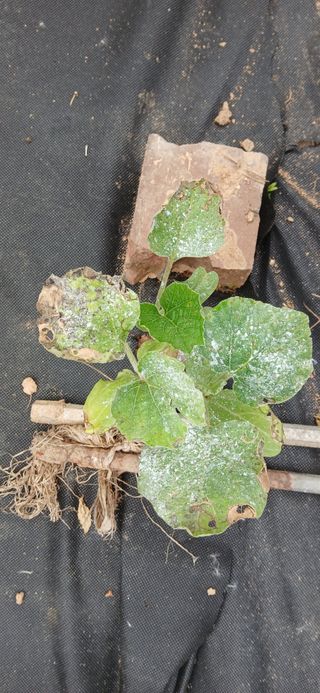 우철님의 기타작물 · 영농일지 작성글 사진