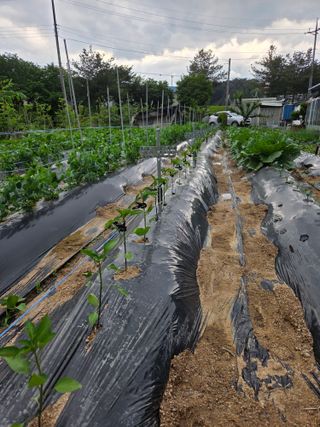 정민지호맘님의 고추 · 영농일지 작성글 사진