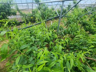 김영준님의 복숭아 · 영농일지 작성글 사진