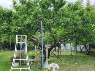 키다리님의 감 · 영농일지 작성글 사진