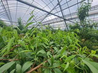 김영준님의 복숭아 · 영농일지 작성글 사진