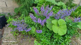 김금순자연산약초님의 기타작물 · 영농일지 작성글 사진