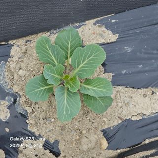 박용열조물주님 님의 기타작물 · 영농일지 작성글 사진