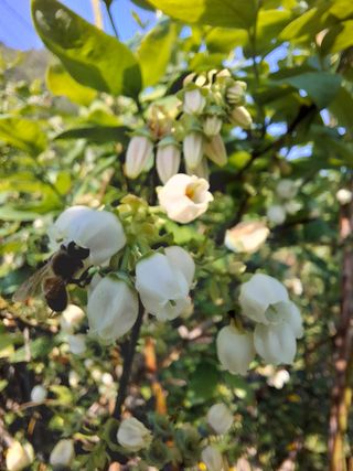 황인근님의 블루베리 · 영농일지 작성글 사진