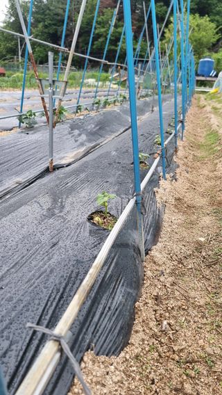 김윤회님의 기타작물 · 영농일지 작성글 사진