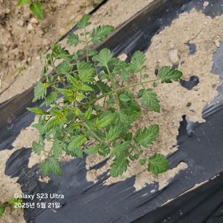박용열조물주님 님의 기타작물 · 영농일지 작성글 사진