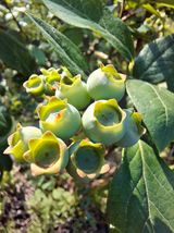 팜모닝 블루베리·영농일지 게시글 이미지