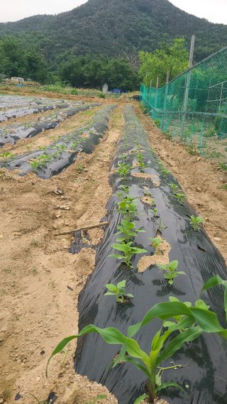 백창석님의 기타작물 · 영농일지 작성글 사진