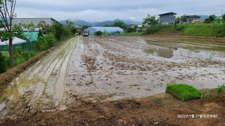 삼신령님의 벼 · 영농일지 작성글 사진