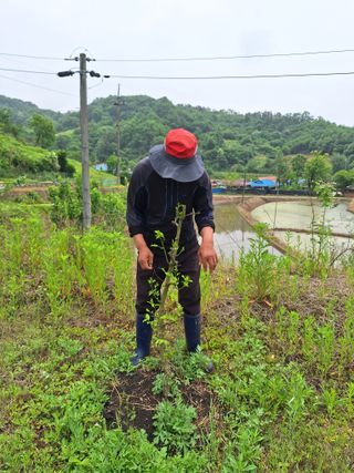 창열님의 기타작물 · 영농일지 작성글 사진