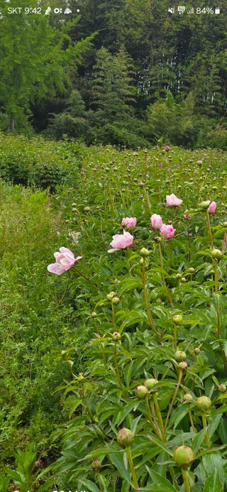 작약농부님의 기타작물 · 영농일지 작성글 사진