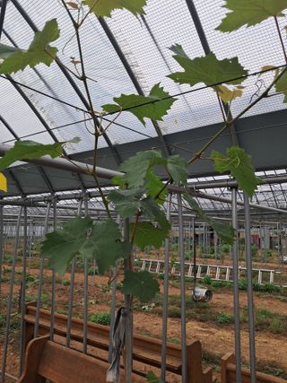 미스농부님의 포도 · 영농일지 작성글 사진