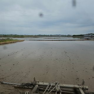 전준식님의 벼 · 영농일지 작성글 사진