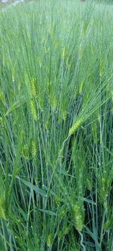 팜모닝 기타작물·영농일지 게시글 이미지