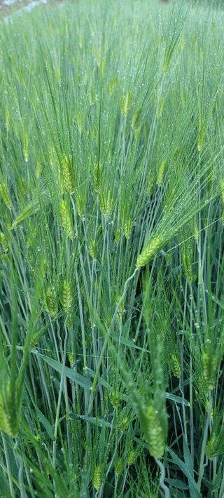 내손녀 윤서친구님의 기타작물 · 영농일지 작성글 사진