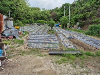 토마토18211님의 고추 · 영농일지 작성글 사진