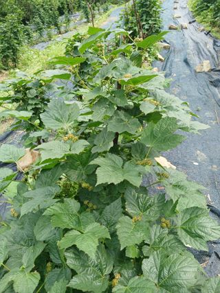 이근우님의 딸기 · 영농일지 작성글 사진