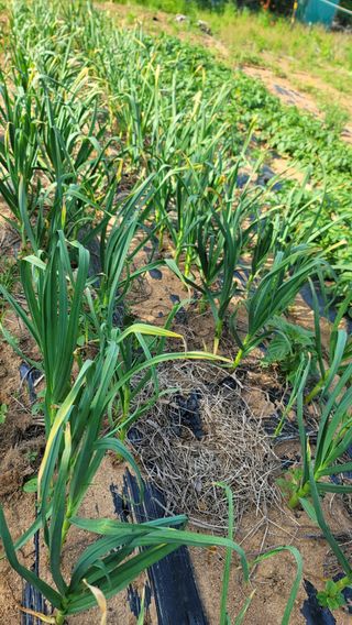 양배추21556님의 기타작물 · 영농일지 작성글 사진