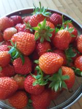 팜모닝 기타작물·영농일지 게시글 이미지