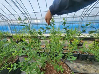 김영준님의 블루베리 · 영농일지 작성글 사진