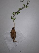 팜모닝 기타작물·영농일지 게시글 이미지