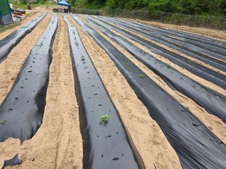 보스님의 참깨 · 영농일지 작성글 사진