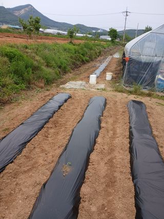 백영호님의 참깨 · 영농일지 작성글 사진